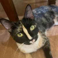 Photo of Ziva