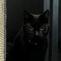 Photo of Midnight Maccas Run