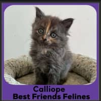 Photo of Calliope 