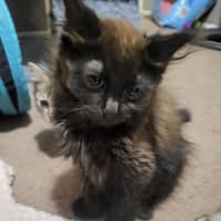 Photo of Coco Meet Me@Petstock Carrum Down Store