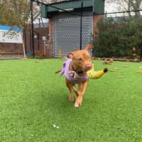 Photo of Max