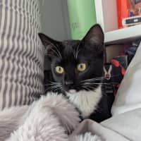 Photo of Vesper