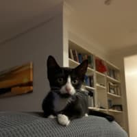Photo of Mocha