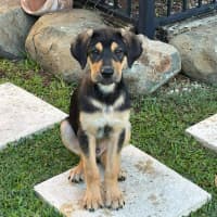 Photo of Doogey (P16)