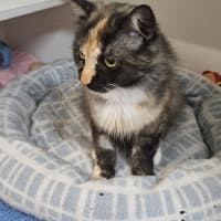 Photo of Mixie 