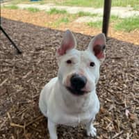 Photo of Stella