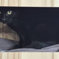 Photo of Bixie