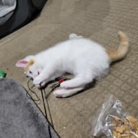 Photo of Flynn   Located In Deer Park