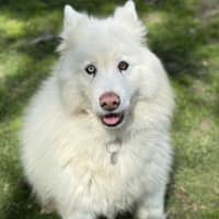 Photo of Lucky