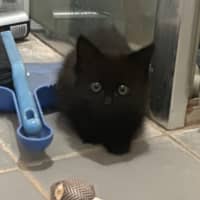 Photo of Cinder