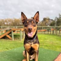 Photo of Rafiki