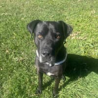 Photo of Scooby *$150 Adoption Fee*