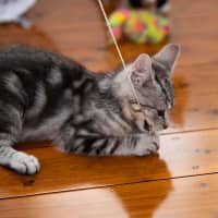 Photo of Biscuit