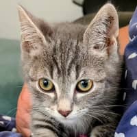 Photo of Artemis Meet Me@Petstock Carrum Downs Store