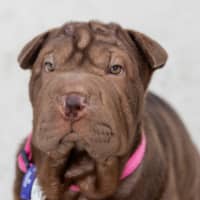 Photo of Coco
