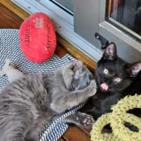 Photo of Buddy ** 2nd Chance Cat Rescue **