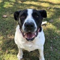 Photo of Lacey