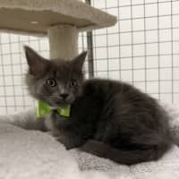 Photo of Alby (Was Cookie)