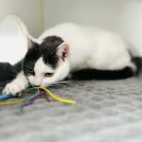 Photo of Coraline   Located In Preston