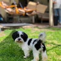 Photo of Herbie 