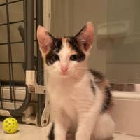 Photo of Noodles And Rose