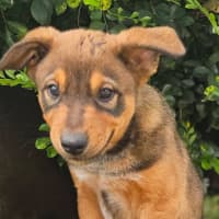Photo of Red