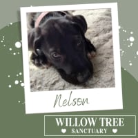 Photo of Nelson