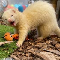 Photo of Jora & Theon