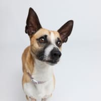 Photo of Arlo
