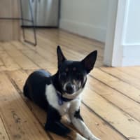 Photo of Coco   1 Year Old Kelpie X