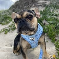 Photo of Effy & Finn  🌷🦴  Assisted Rehome