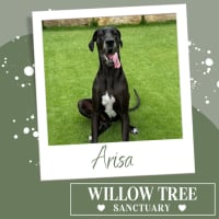 Photo of Arisa