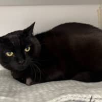 Photo of Mr Kitty