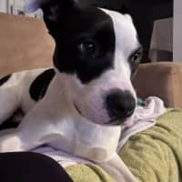 Photo of Tux   18 Month Old Staffy X
