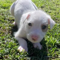 Photo of Mink
