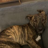 Photo of Dapper   7 Month Old Staffy X