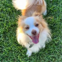 Photo of Oliver