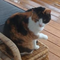 Photo of Blossom 