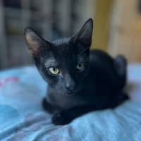 Photo of Binx