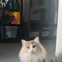 Photo of Mochi & Duman