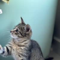 Photo of Pom Pom Meet Me @Petstock Mornington Nepean Hwy 