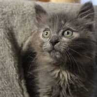 Photo of Mango
