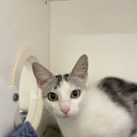 Photo of Gravy