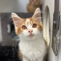 Photo of Scout