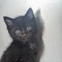 Photo of Fidget
