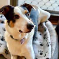Photo of Toby   2 Year Old Border Collie