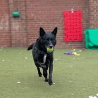 Photo of Ace