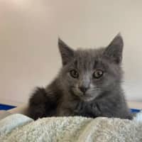 Photo of Atlas
