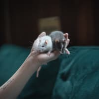 Photo of Toad & Beetle