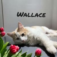Photo of Wallace